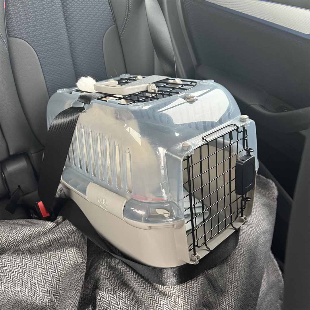 Transportbox Adventurer 