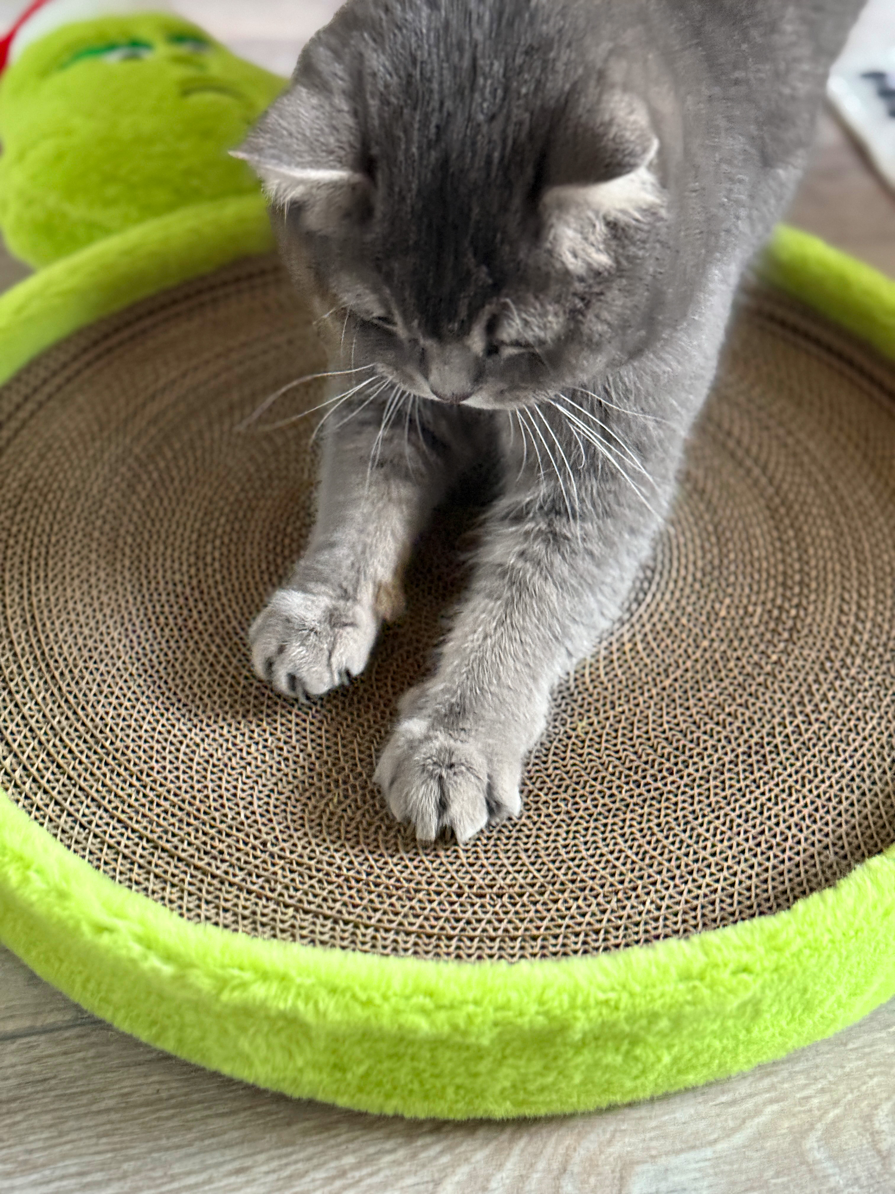 Muffel Kratzpappe/Plüschbett