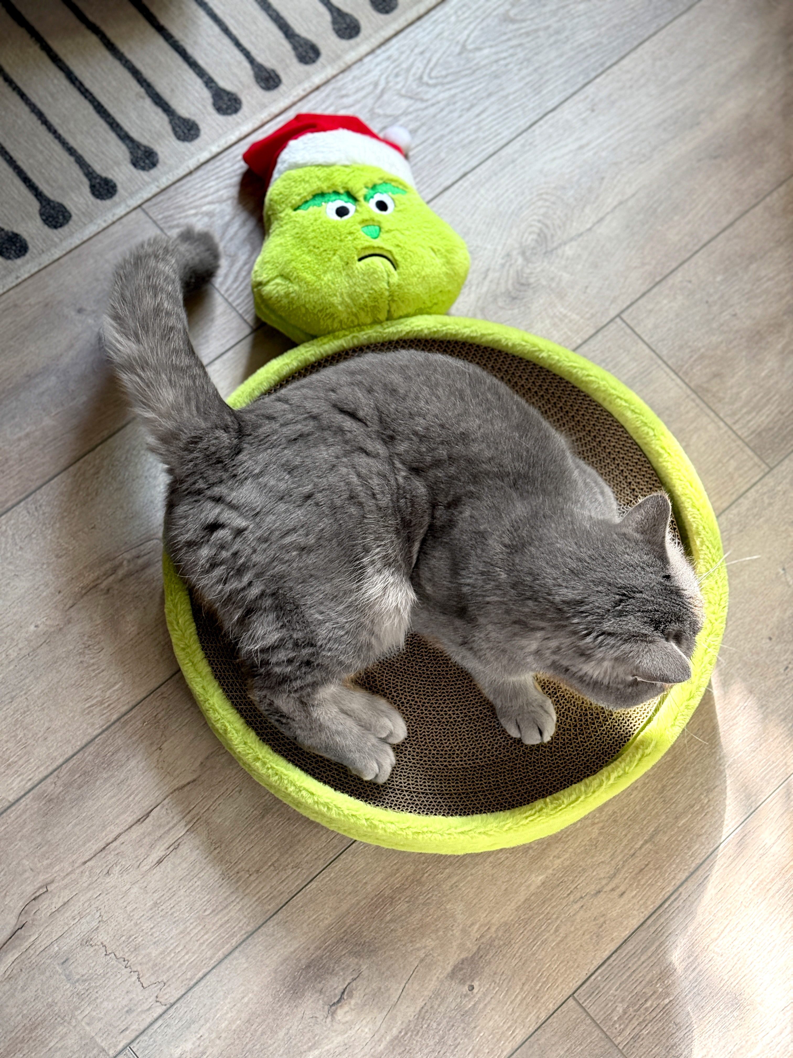 Muffel Kratzpappe/Plüschbett