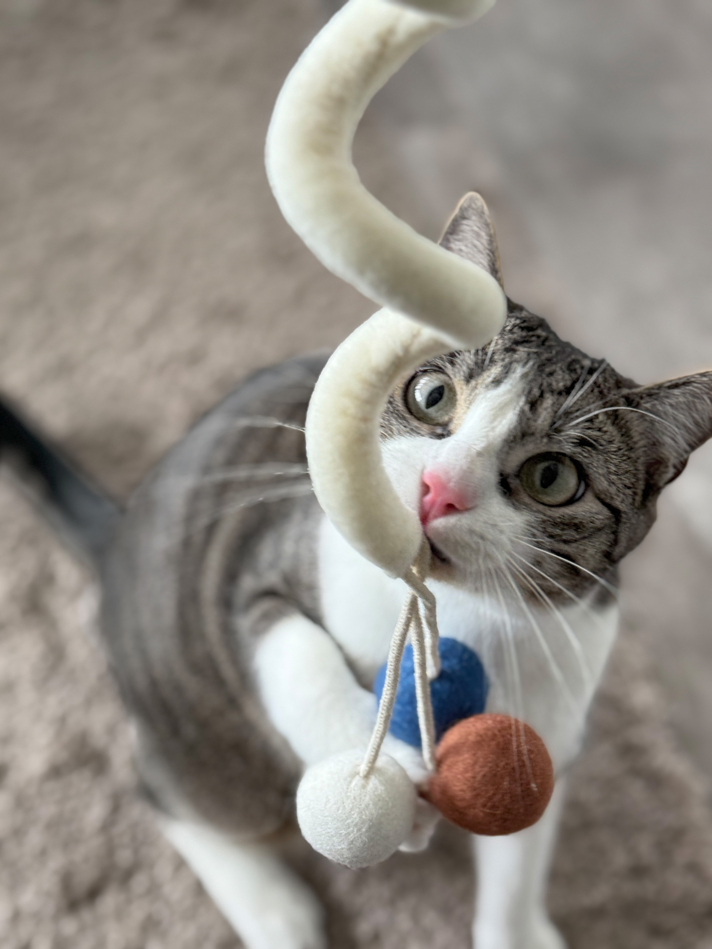 Katzenspielzeug Loopy
