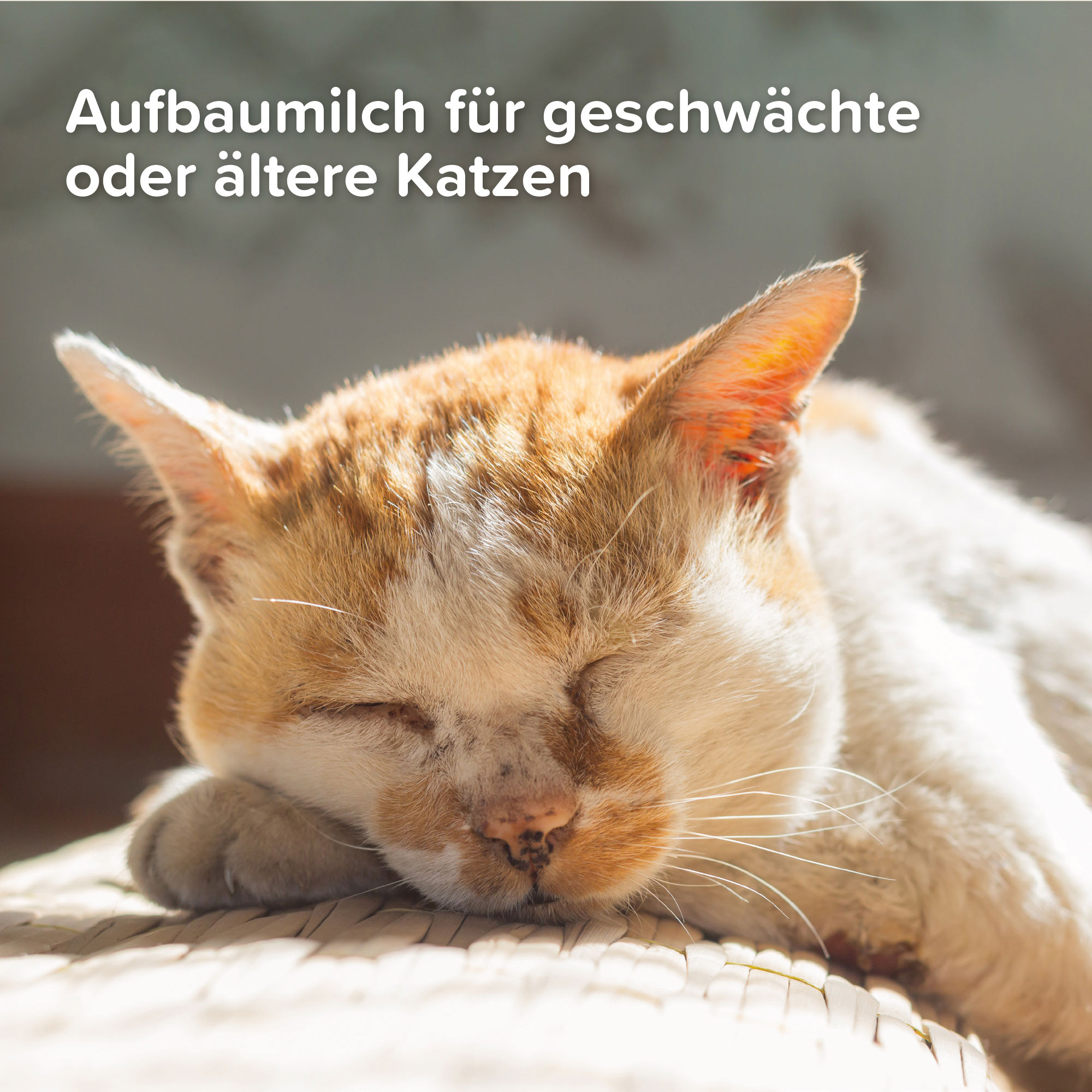 Aufzuchts-Set von Beaphar