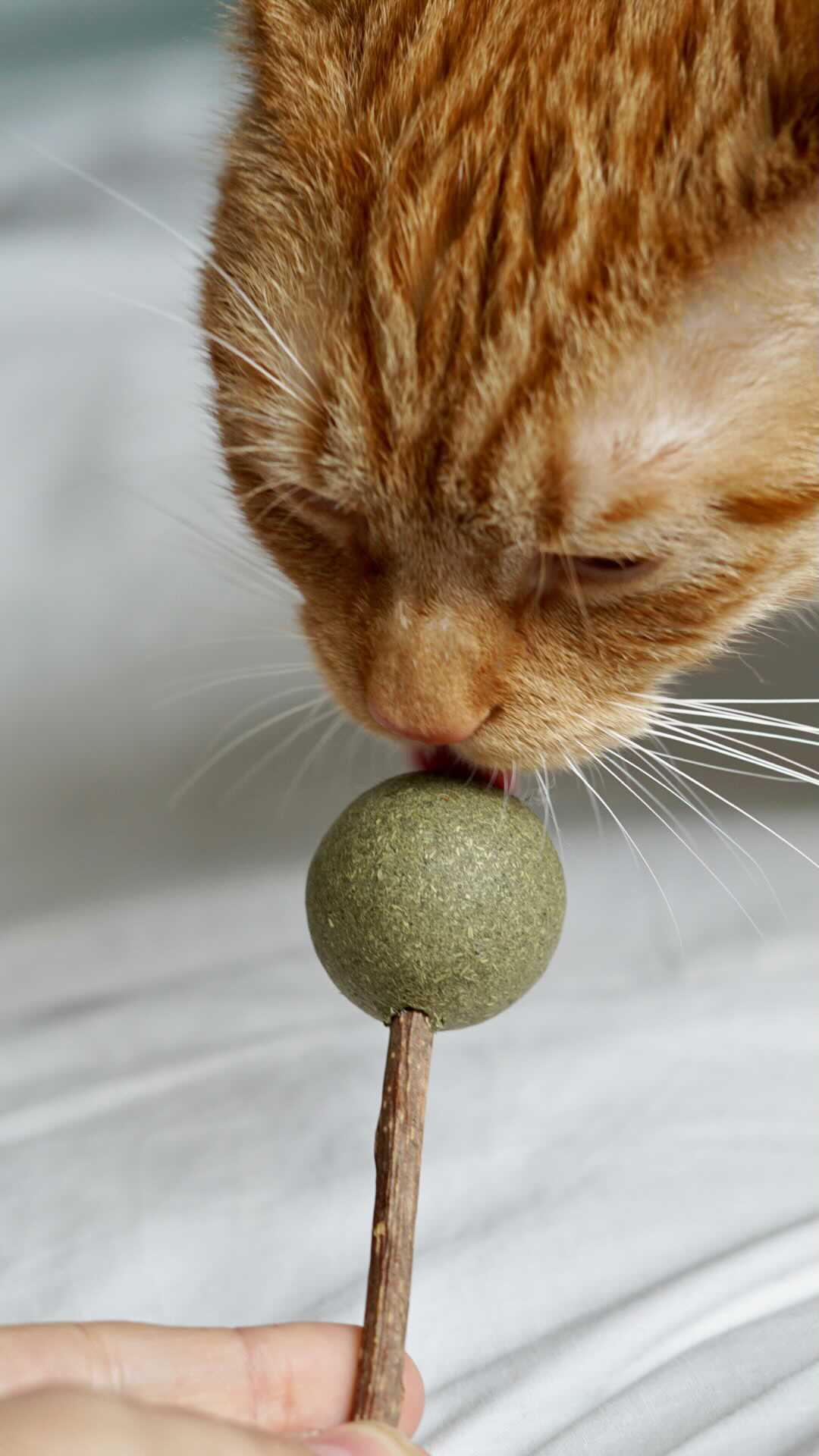 Lollies, 2er Set