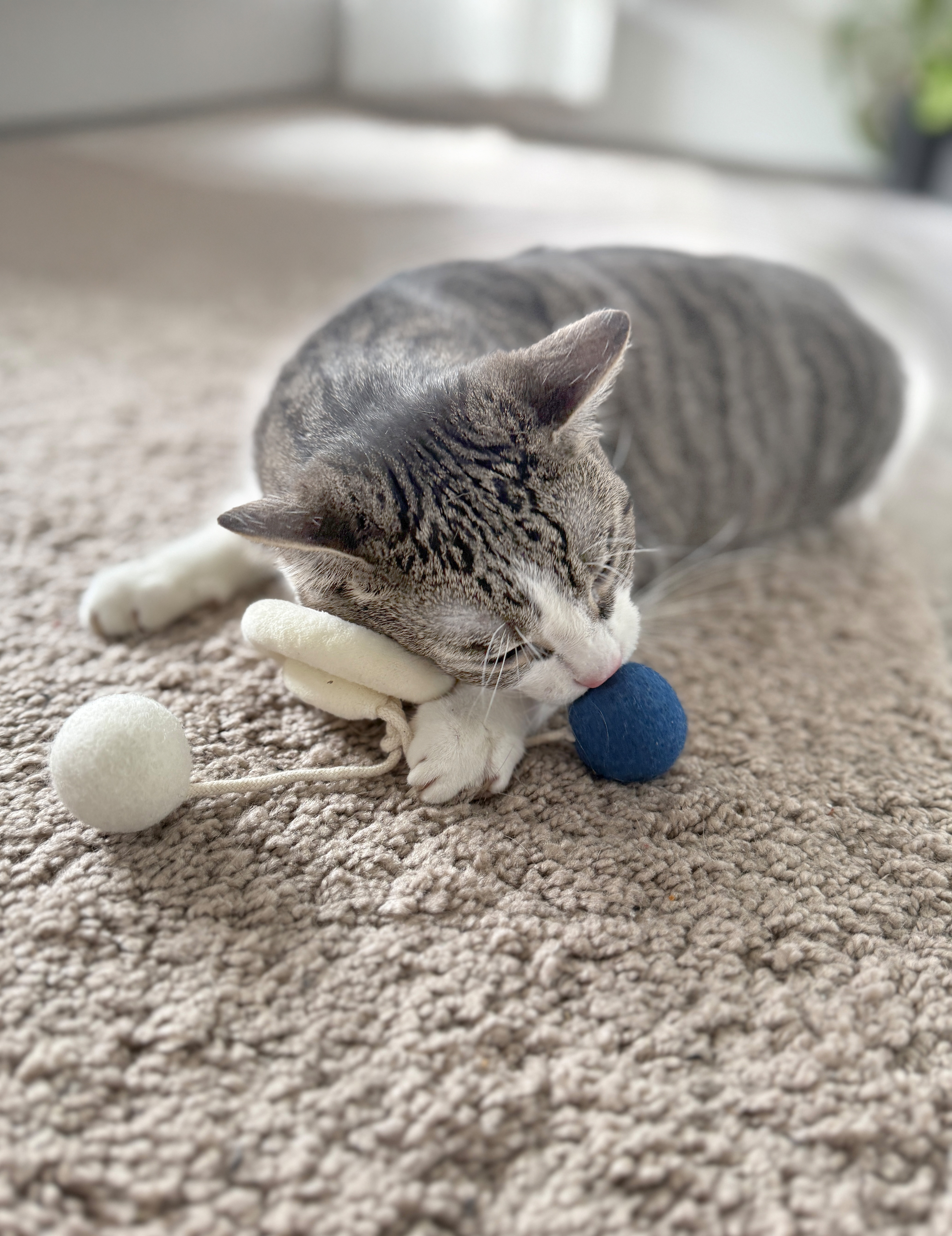 Katzenspielzeug Loopy